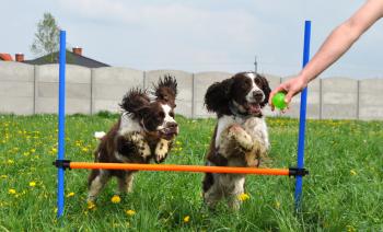 Robi i Janis (Lordsett Janis Joplin) ćwiczą agility